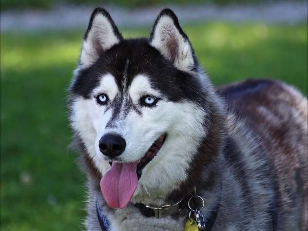 Siberian husky in the grass