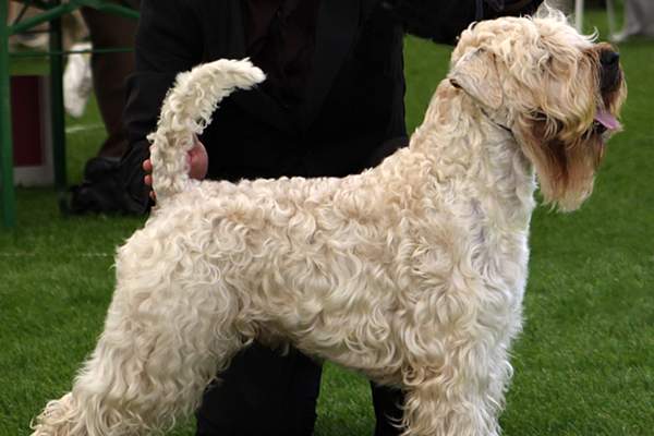 Soft-coated wheaten terrier in the park