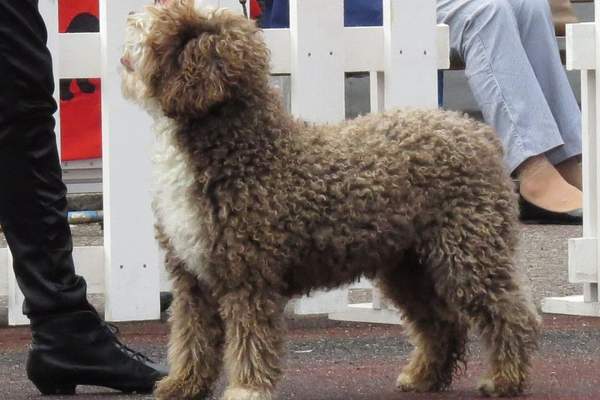 Spanish water dog along the street