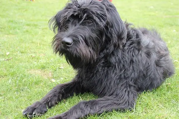 Standard labradoodle lying in the grass