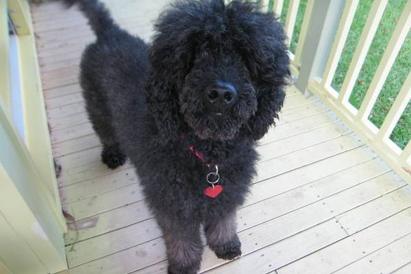 Standard poodle