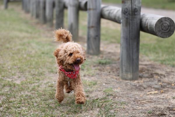 Toy poodle running