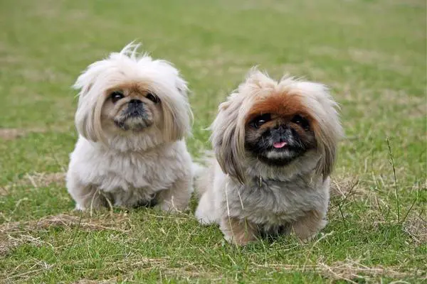 Two pekingese on the ground