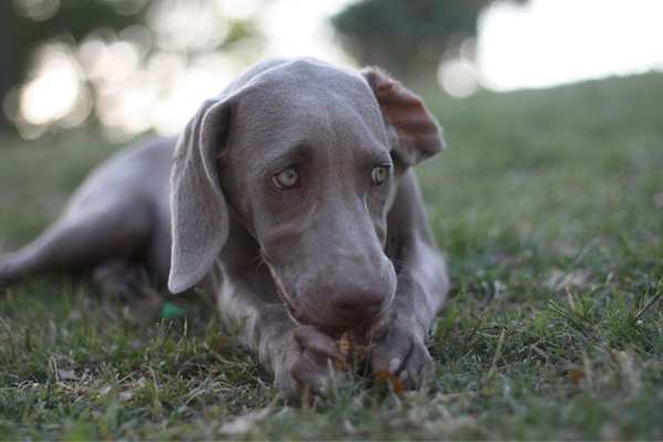 Weimaraner in the grass