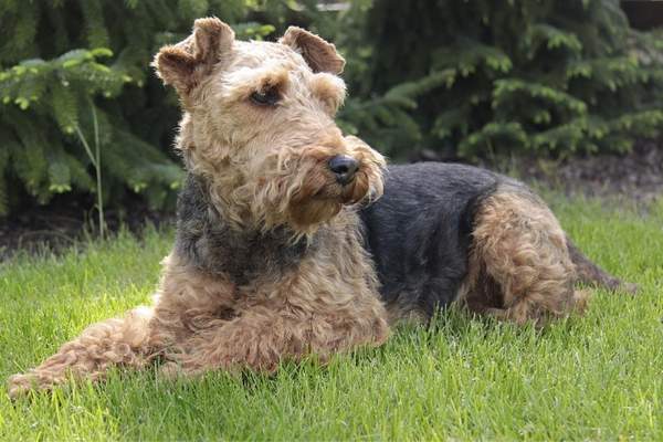 Welsh terrier on the grass