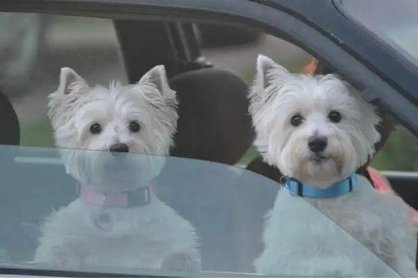 West highland white terriers in the car