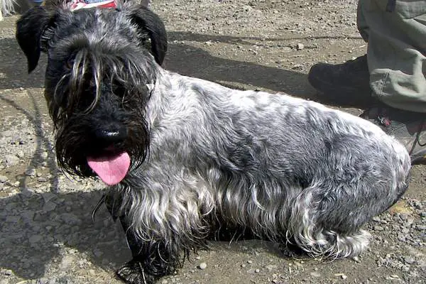 Cesky terrier