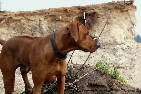 Rhodesian ridgeback on a cliff