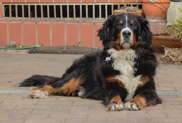 Bernese Mountain Dog