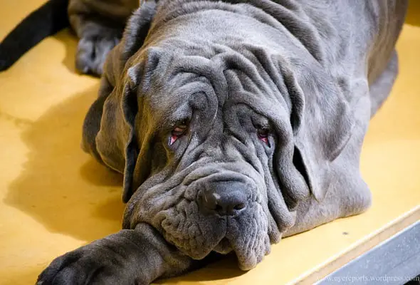 Neapolitan mastiff