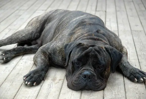 Bullmastiff sleeping