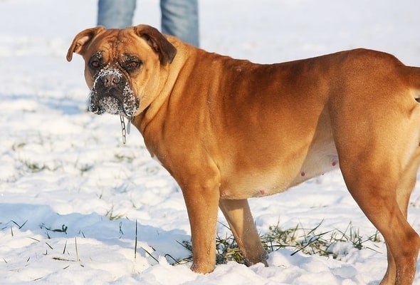 Dogue de Bordeaux