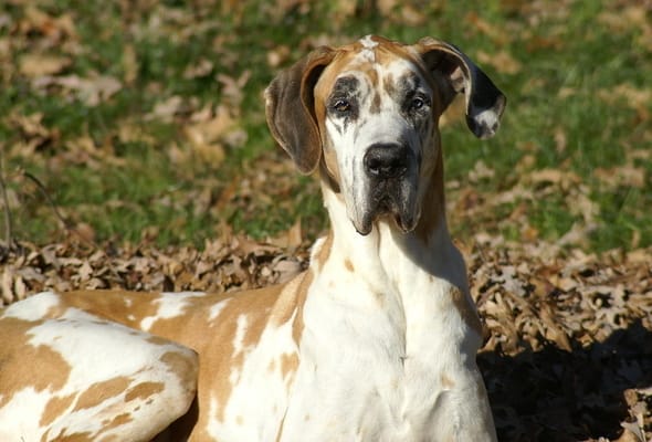 Great dane