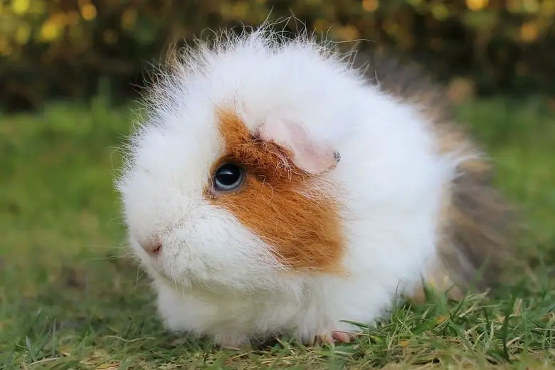 A guinea pig pet