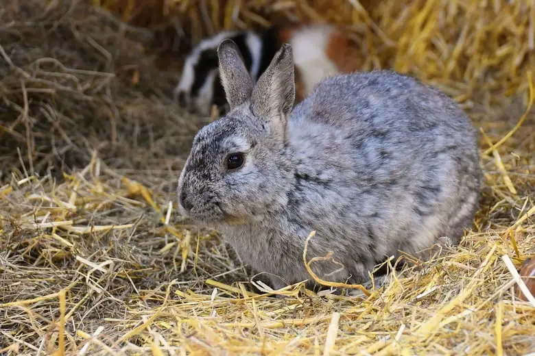 A rabbit on hay