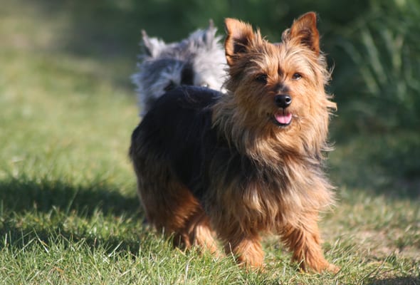 Australian Terrier Kruemel on the run