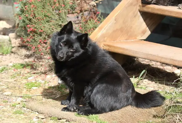 Schipperke