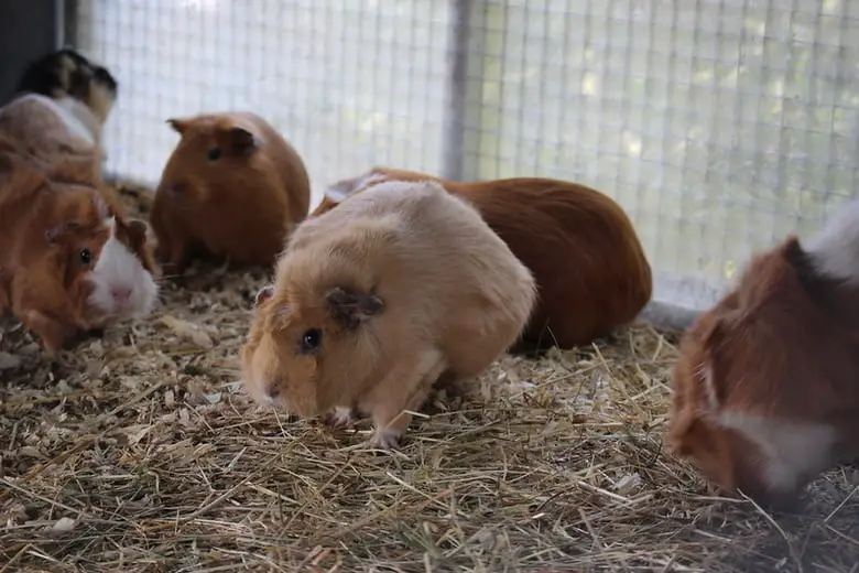 Guinea pigs inside cage