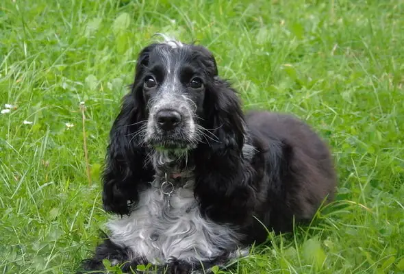 Cocker spaniel