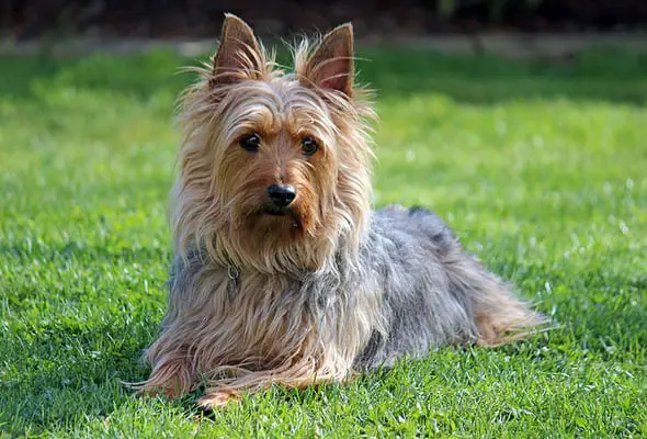 Silky terrier