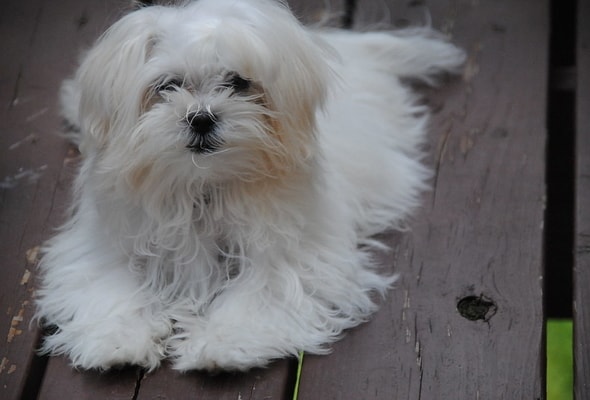 Maltese