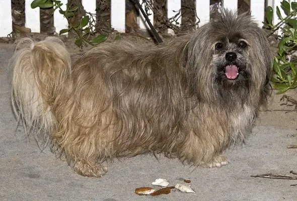 Lhasa apso