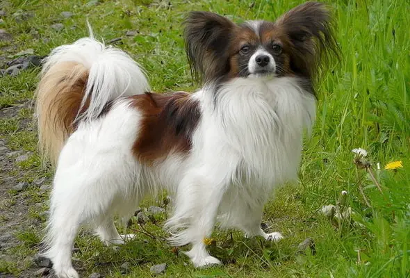 Papillon