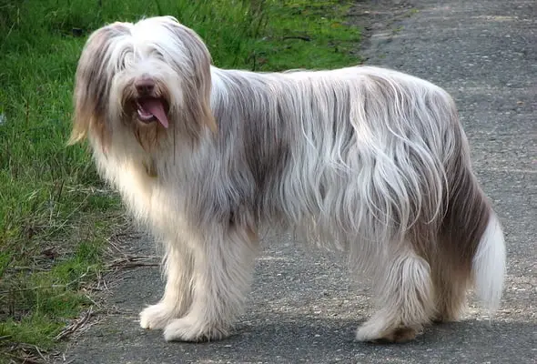 Bearded collie