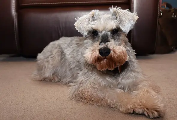 Miniature schnauzer