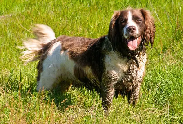 English springer spaniel