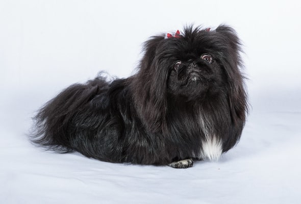 Pekingese