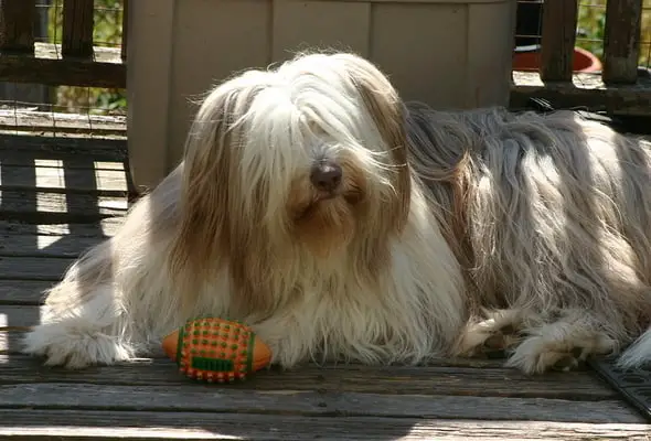 Bearded Collie