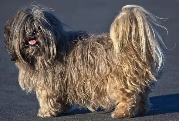 Lhasa Apso