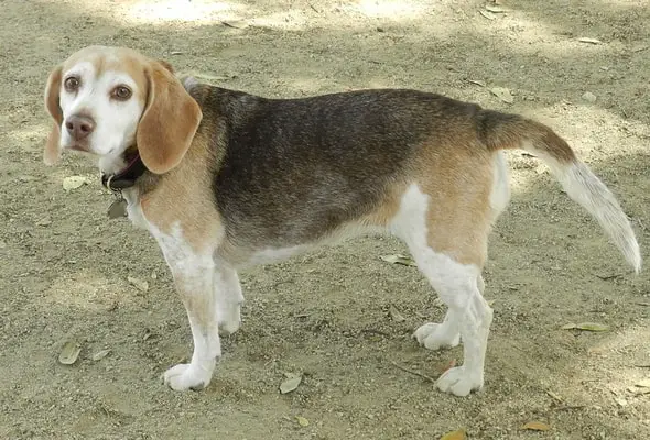 Beagle