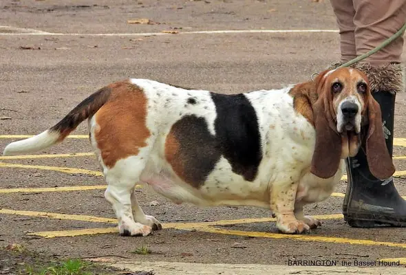 Basset Hound