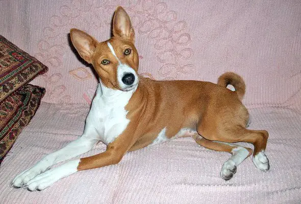 Basenji