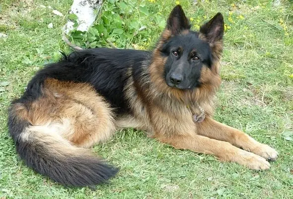 do-german-shepherds-have-a-double-coat-yes-here-s-why-bela-pets