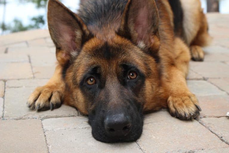 Do German Shepherds Have a Double Coat? (Yes, Here’s Why) Bela Pets