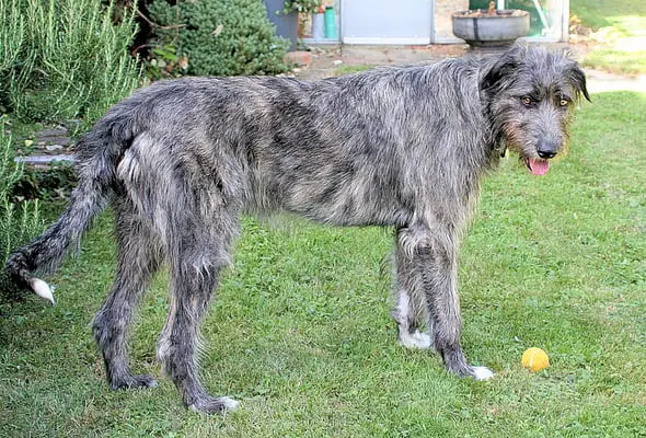 Irish Wolfhound