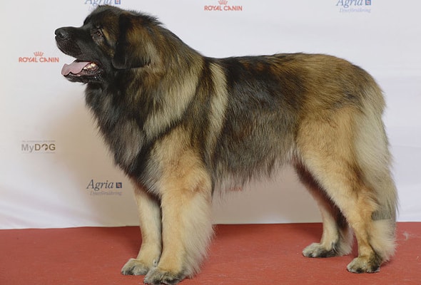 Leonberger