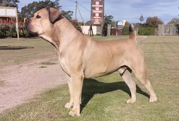 boerboel 