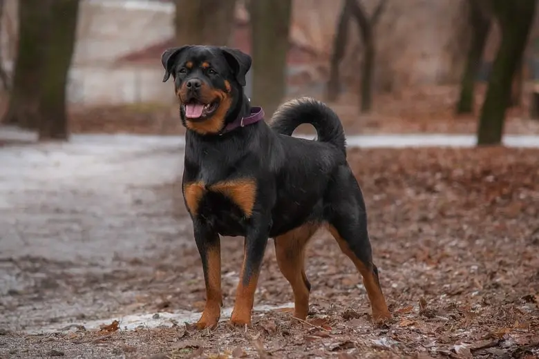 Rottweiler dog in the forest