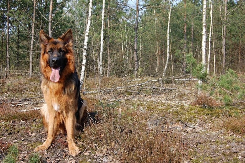Dog standing on the forest