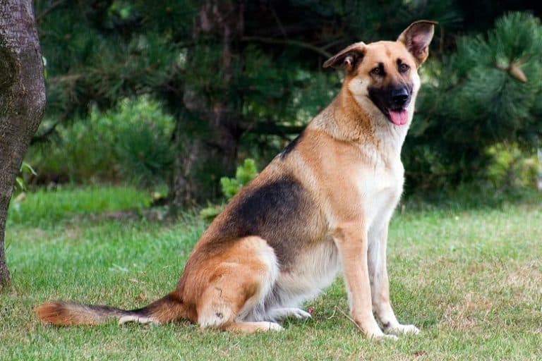 When Do German Shepherds Blow Their Coats? Bela Pets