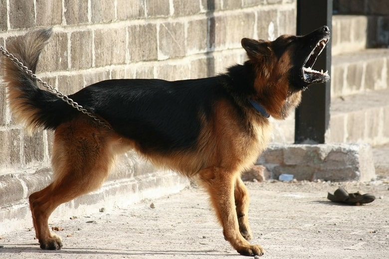 A barking german shepherd