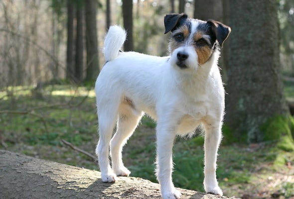 Jack russell terrier