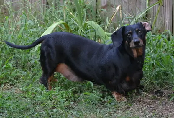 Dachshund