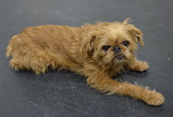 Brussels griffon