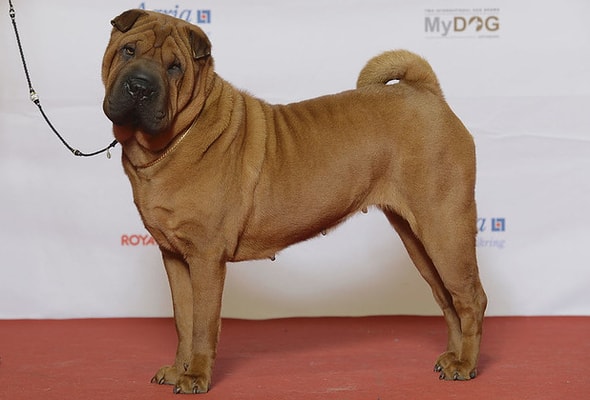 Chinese shar-pei