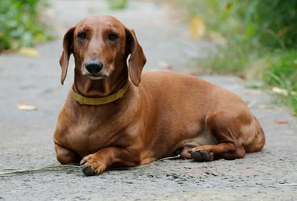 Dachshund